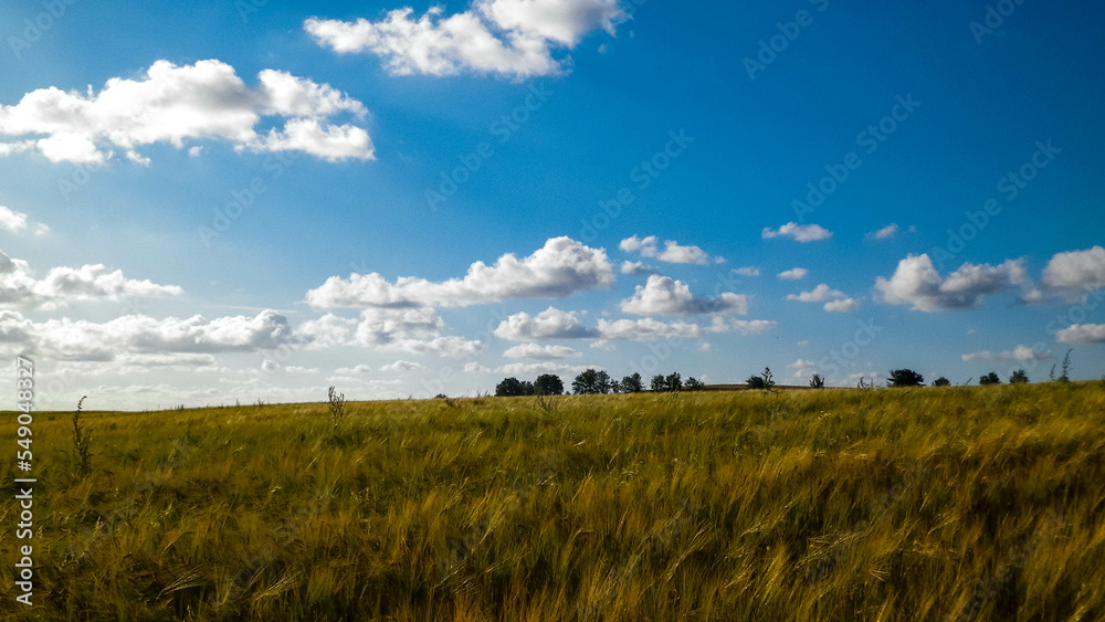 Sunny day over the golden field.