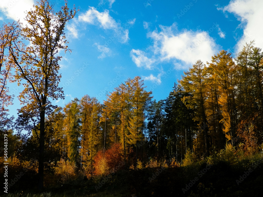 Obraz premium Autumnal forest in sunny day.