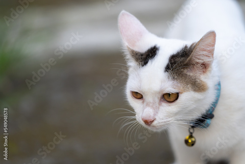 The local Balinese white cat plays alone in the yard. © Tamba