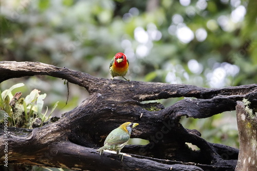 Imágenes de los hermosos colores de las aves de Caldas, Colombia