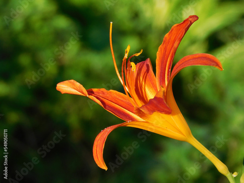 Beautiful orange lily macro photo.
