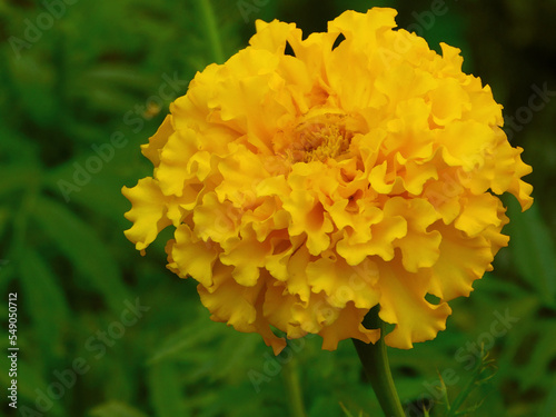 Beautiful yellow tagetes macro photo.