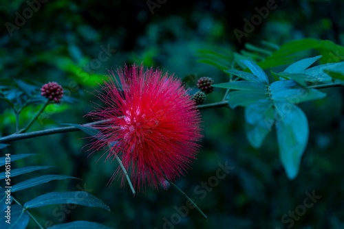 Closeup shot of Calliandra haematocephala surrounded with leaves in a blurry background withleaves photo