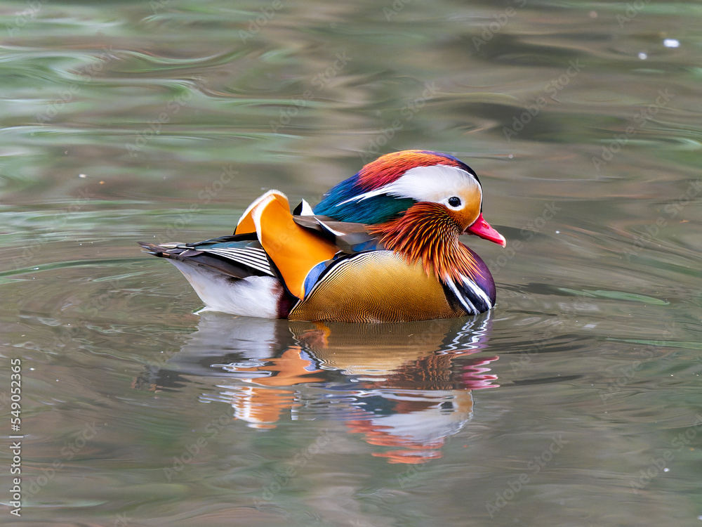 Mandarin Duck Swimming on Water Mandarin Duck Swimming on Water
