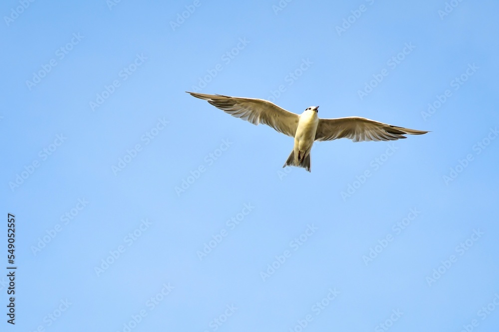 Fototapeta premium seagull in flight