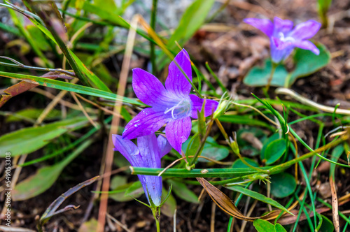 Purple mountain flower