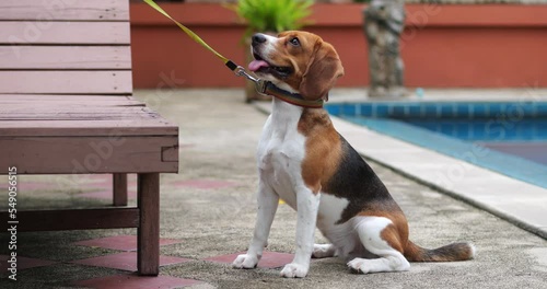 Funny dog beagle, bigl, sitting outdoors near swimming pool. Animals theme for advertising photo