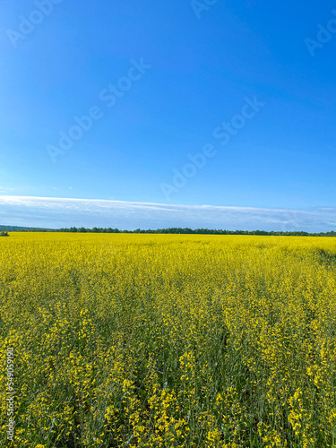 large fields and blue skies