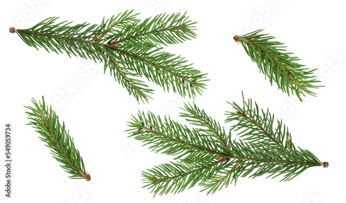 Tableau sur toile Fir branch isolated png transparent