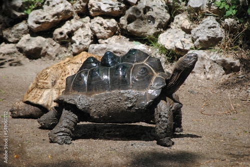 Closeup shot of a Floreana giant tortoise in the zoo photo