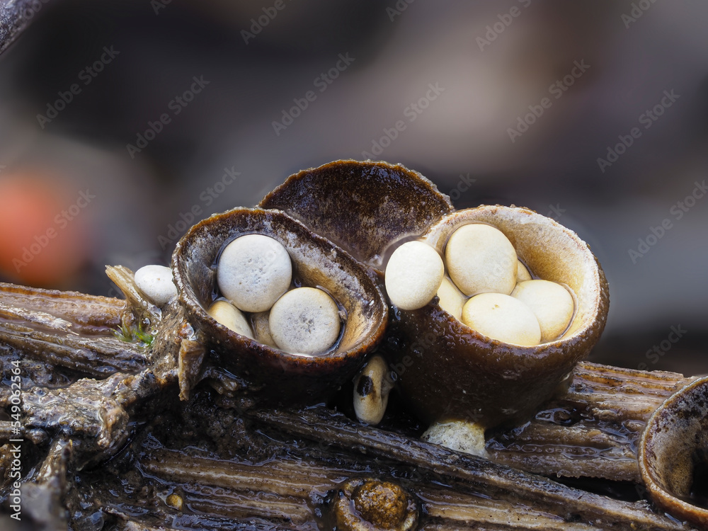 Geldtöpfe oder Tiegelteuerlinge (Crucibulum laeve) Geldtöpfe oder Tiegelteuerlinge (Crucibulum laeve)