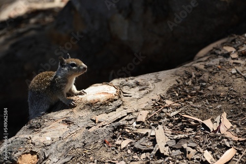 Sunlit closeup of a ground squirrel on the stone autumn leaves and dust around