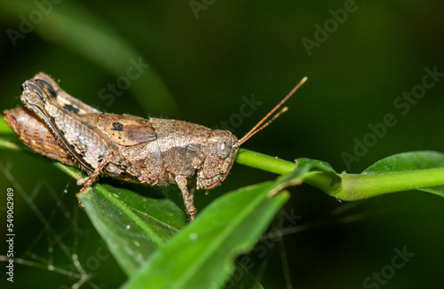 grasshopper in the forest © Tosdy Prince Shutte