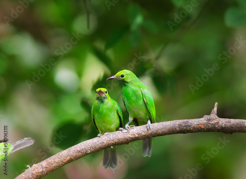 Leafbird