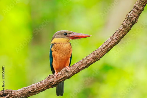 Kingfisher on a branch in the forest of Thailand