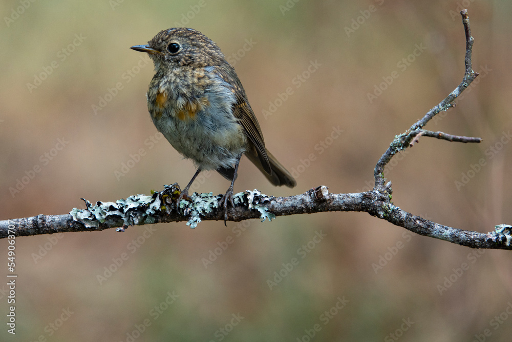 Rotkehlchen (Erithacus rubecula) Rotkehlchen (Erithacus rubecula)