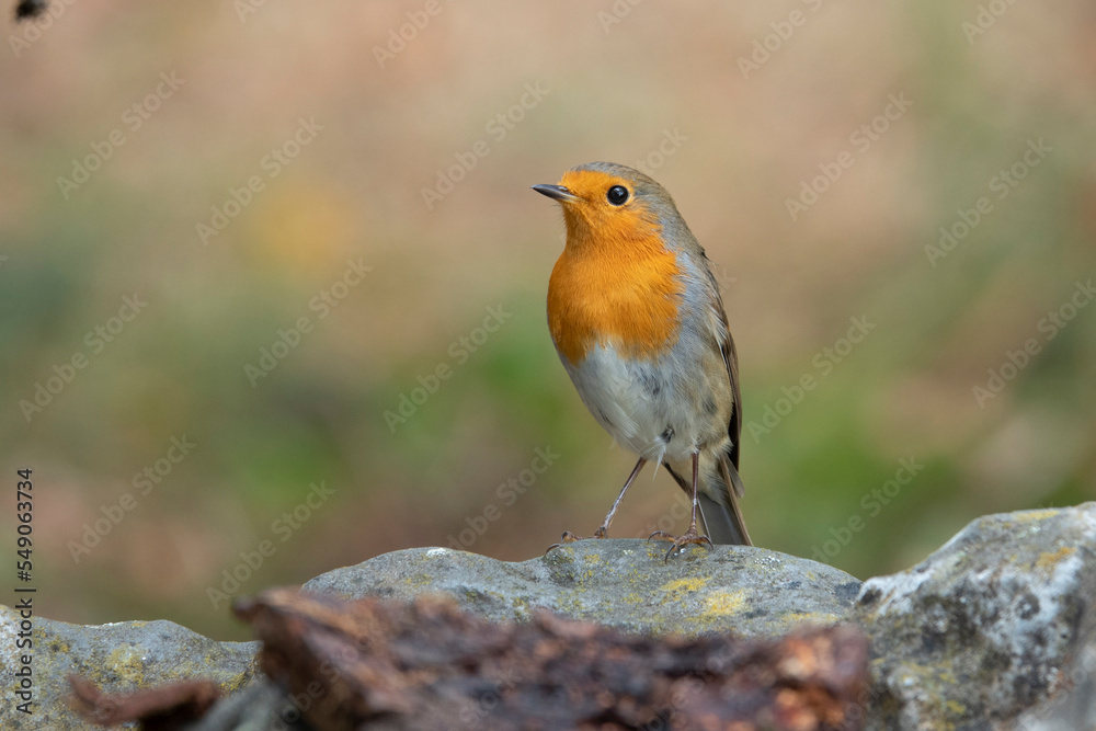 Rotkehlchen (Erithacus rubecula) Rotkehlchen (Erithacus rubecula)
