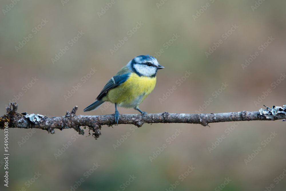 Blaumeise (Cyanistes caeruleus) Blaumeise (Cyanistes caeruleus)