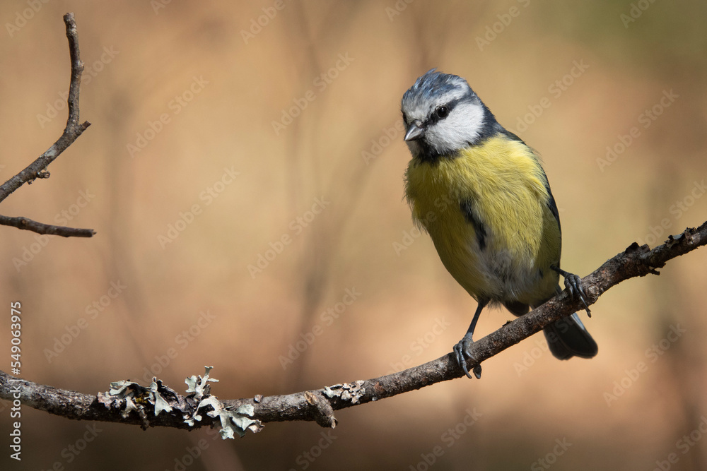 Fototapeta premium Blaumeise im Garten