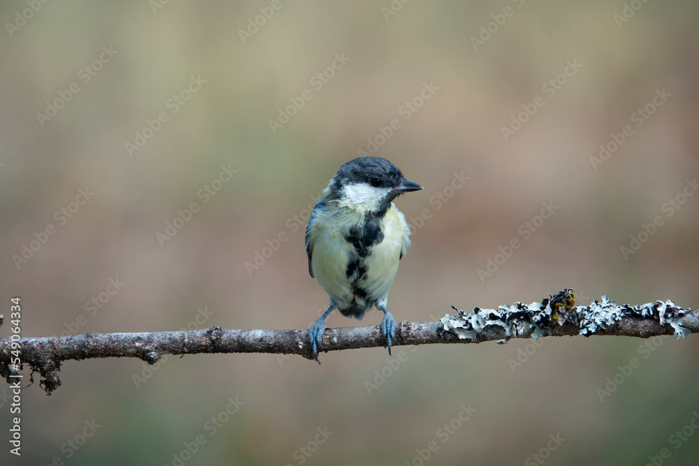Fototapeta premium Kohlmeise (Parus major)