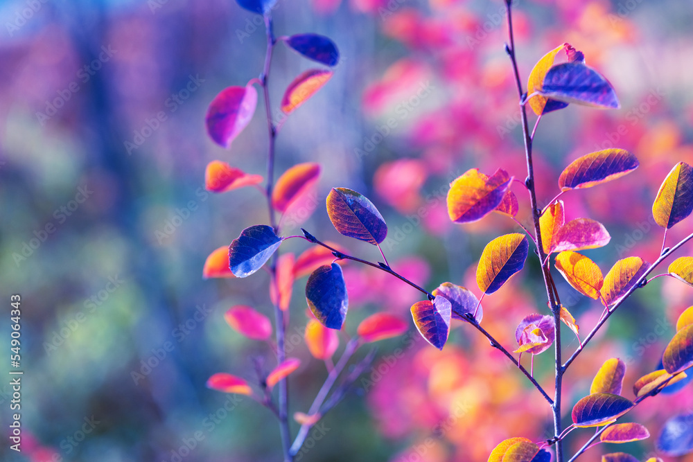 Bright yellow and red leaves background. Amelanchier or serviceberry