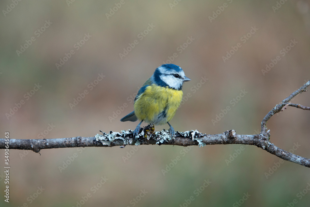 Obraz premium Blaumeise (Cyanistes caeruleus)