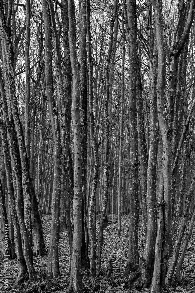 Bäume / Linden im Wald in schwarz weiss