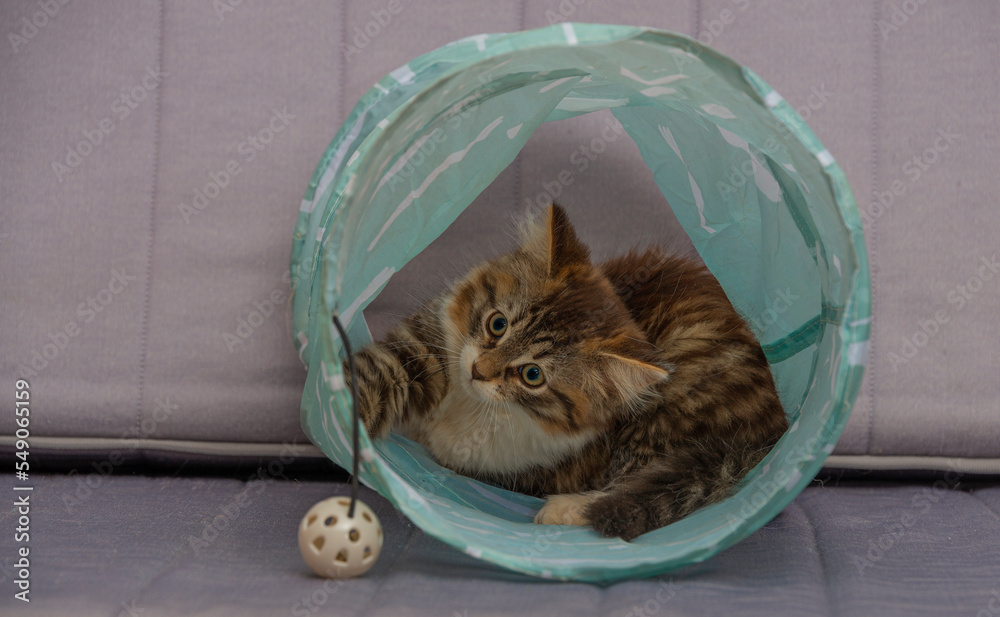 Naklejka premium small fluffy kitten plays with toy in the kitchen