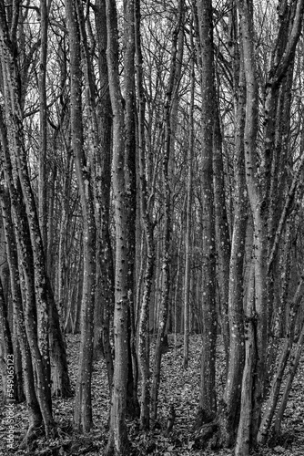 Bäume / Linden im Wald in schwarz weiss