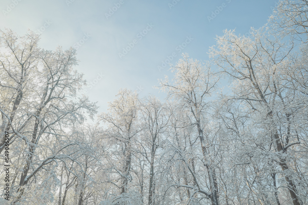 Tops of snowy trees in the park on cold and sunny winter day