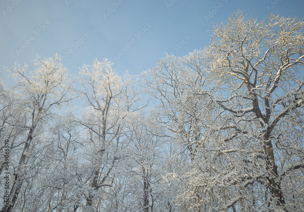 Tops of snowy trees in the park on cold and sunny winter day