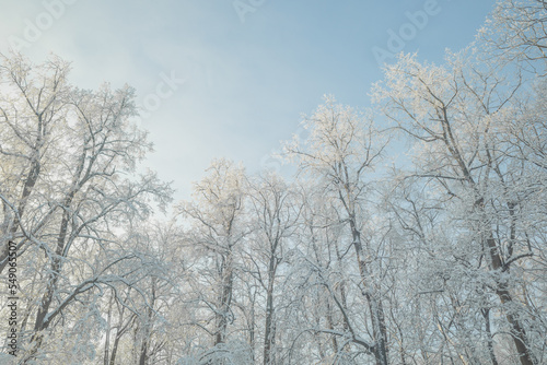 Tops of snowy trees in the park on cold and sunny winter day © Ilga