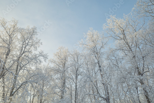 Wallpaper Mural Tops of snowy trees in the park on cold and sunny winter day Torontodigital.ca