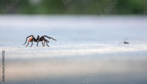 Red tailed tarantula walking on asphalt road during golden hour in Tulum with blurry background 