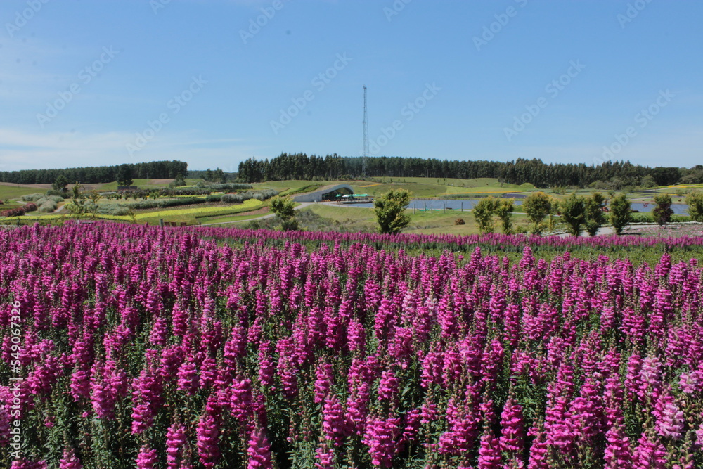 View of field of flowers