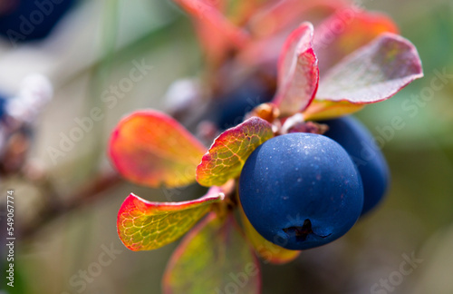 Wild crowberry photo