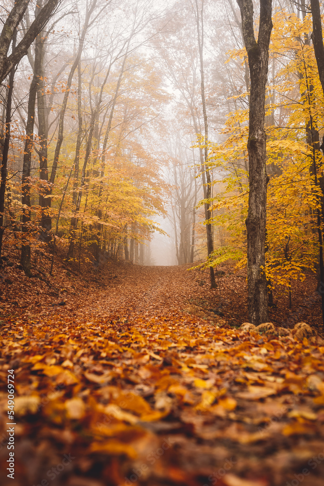 Obraz premium autumn in the woods