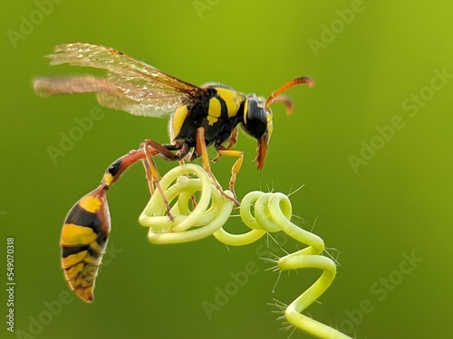 Macro shot of a potter wasp (Eumeninae) on a plant against green background photo