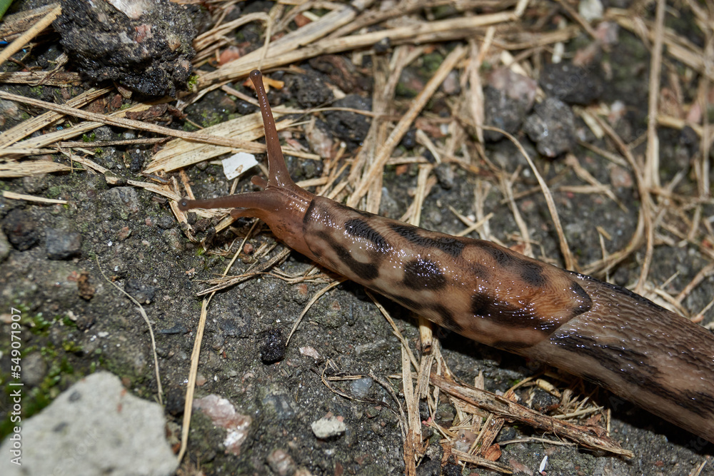 A great slug (lat. Limax maximus) crawls along the paths in the garden. The great slug is a terrestrial gastropod mollusk of the order pulmonary snails of the family Limacidae.