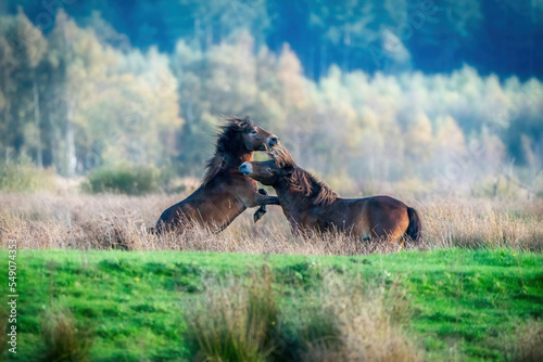 Two fighting wild brown Exmoor ponies, against a forest and reed background. Biting, rearing and hitting. autumn colors in winter. The Netherlands. Selective focus,fight, two animals.