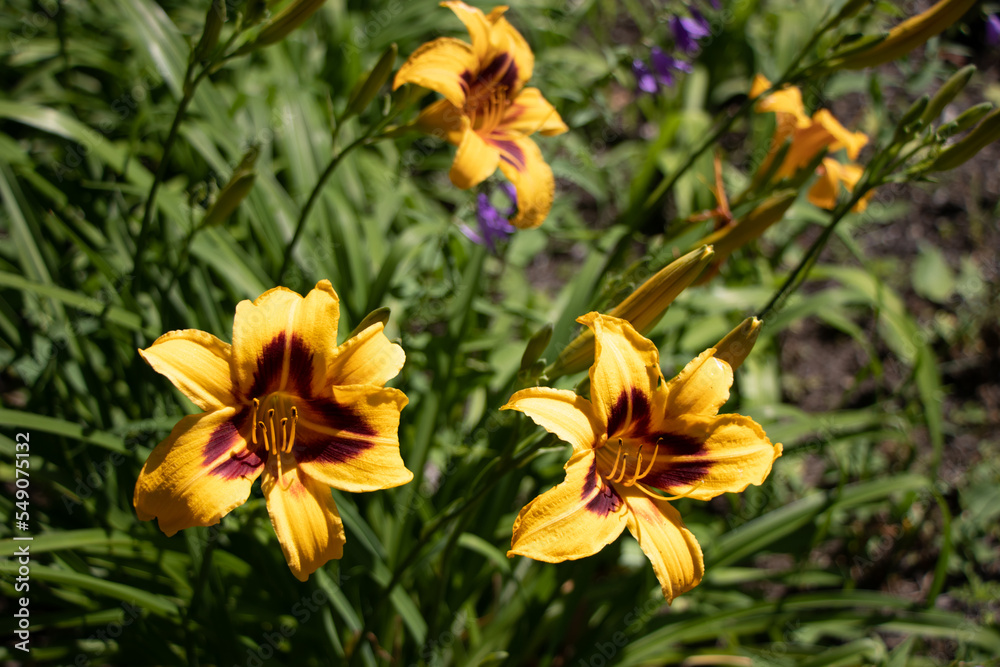 Obraz premium pretty yellow lilies in the sun