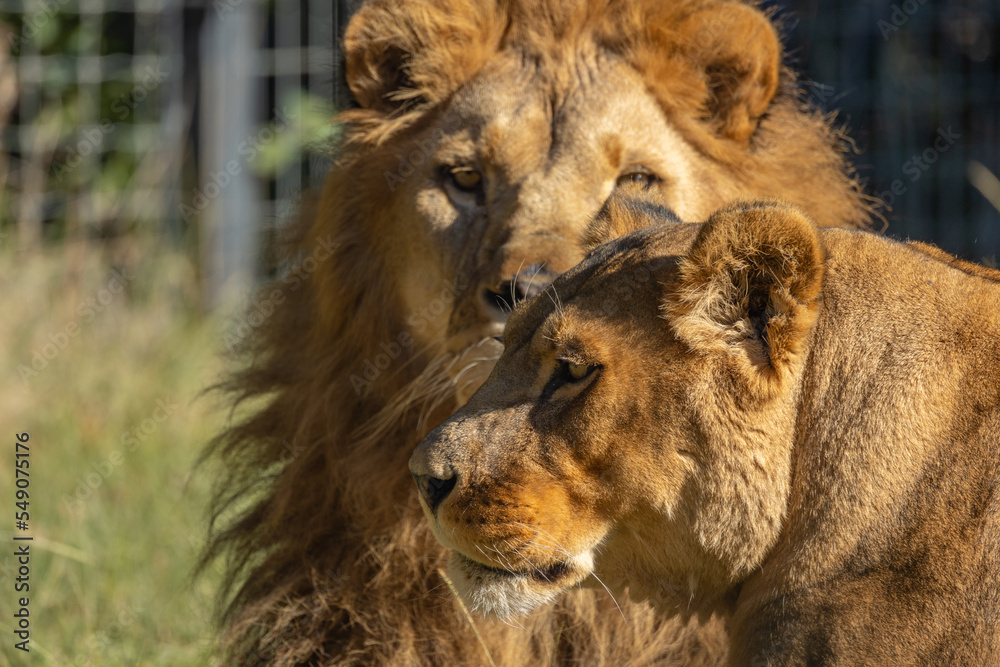 Naklejka premium portrait d'un lion et d'une lionne en gros plan