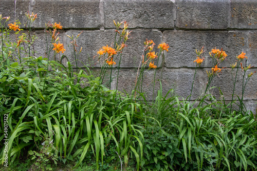 Pretty orange tiger lilies growing beside a stone wall © Lynda