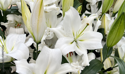 Details of white casablanca lilies