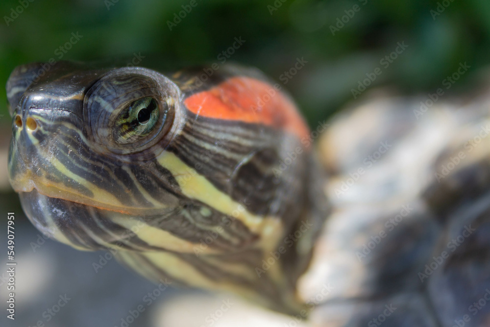 Obraz premium Close up of the head of a pet red-eared slider, or semi-aquatic turtle, looking around