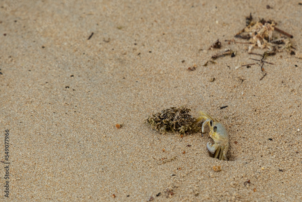 little crab entering its burrow in the sand little crab entering its burrow in the sand