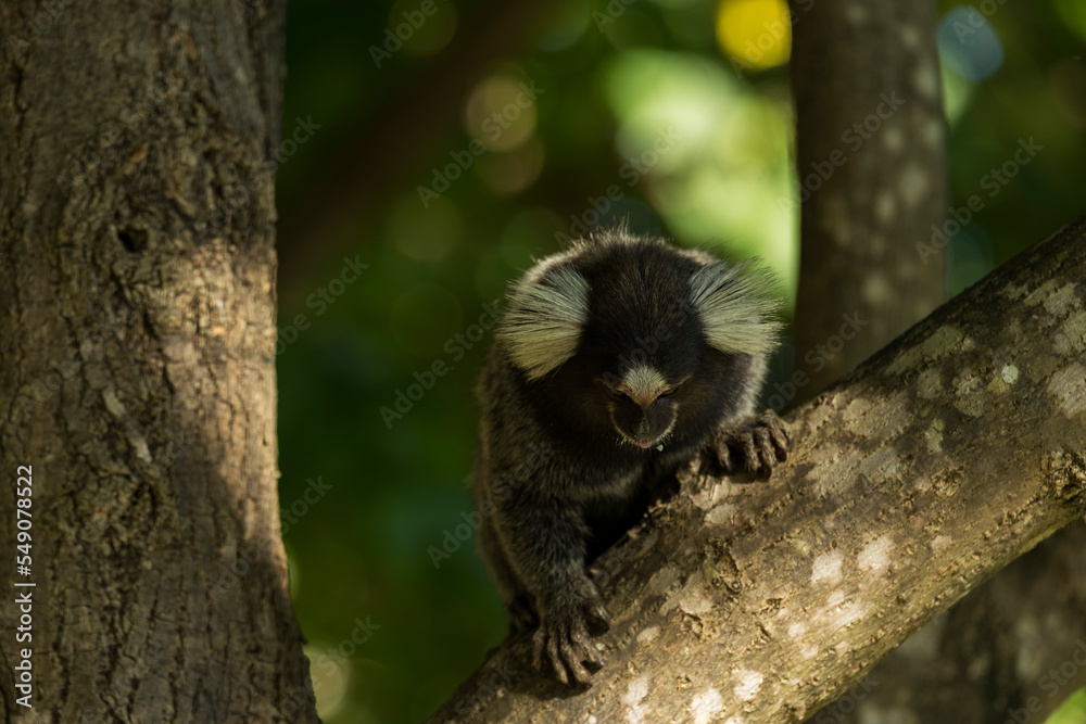 Fototapeta premium little monkey on tree branch