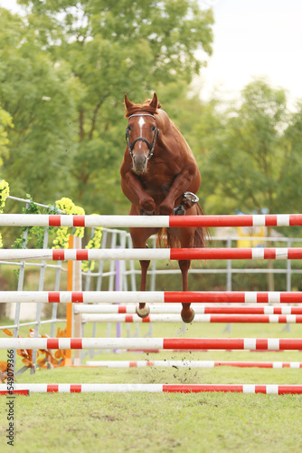  Free jumping competition at rural animal farm