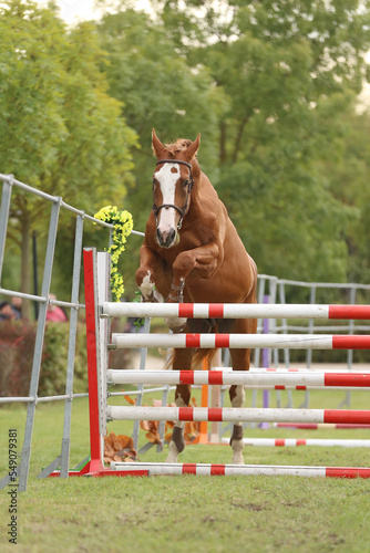  Free jumping competition at rural animal farm