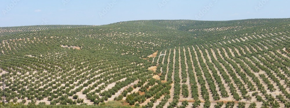 Εκτύπωση καμβά CAMPO DE OLIVOS EN LA PROVINCIA DE JAÉN, ANDALUCIA